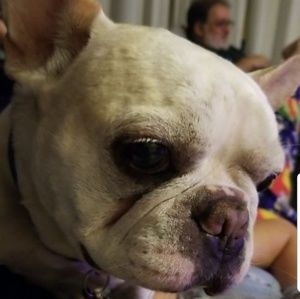 Meet your Posher, Susan